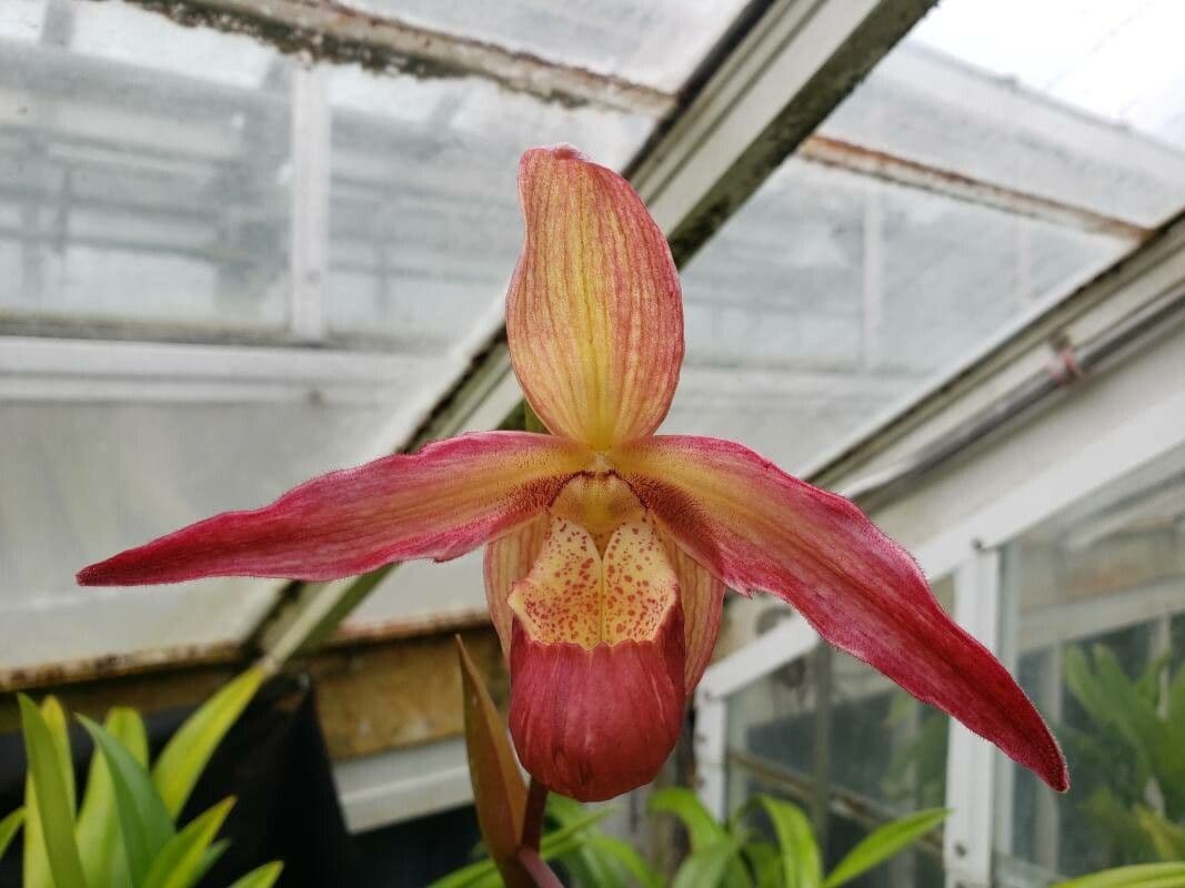 Phragmipedium 2