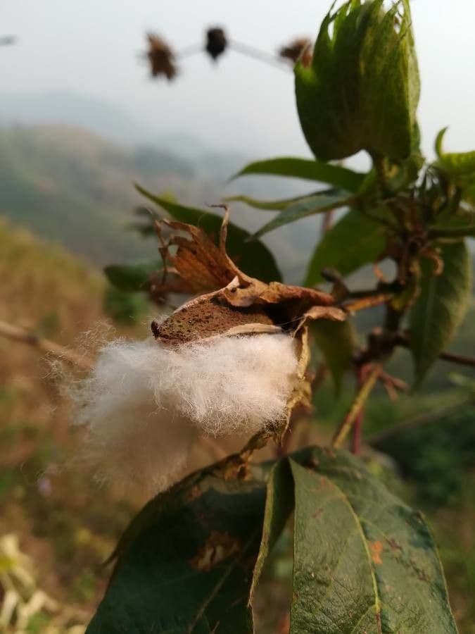 Cotone arabo