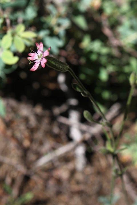 Silene verecunda 3