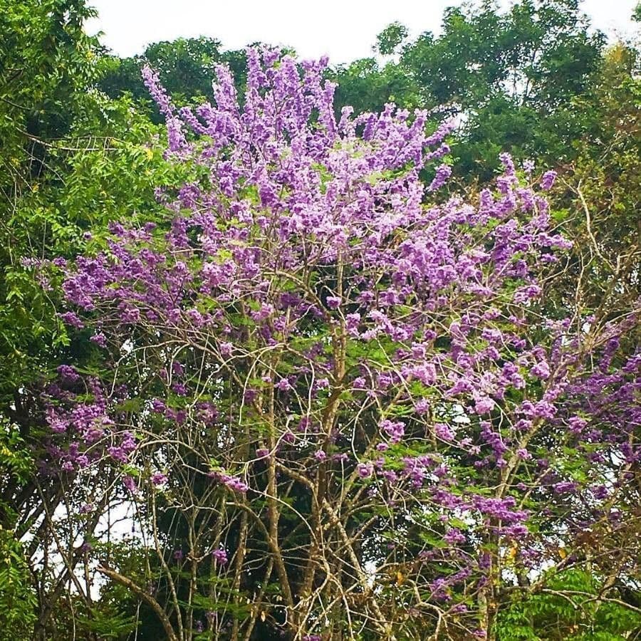 Jacaranda caucana 5