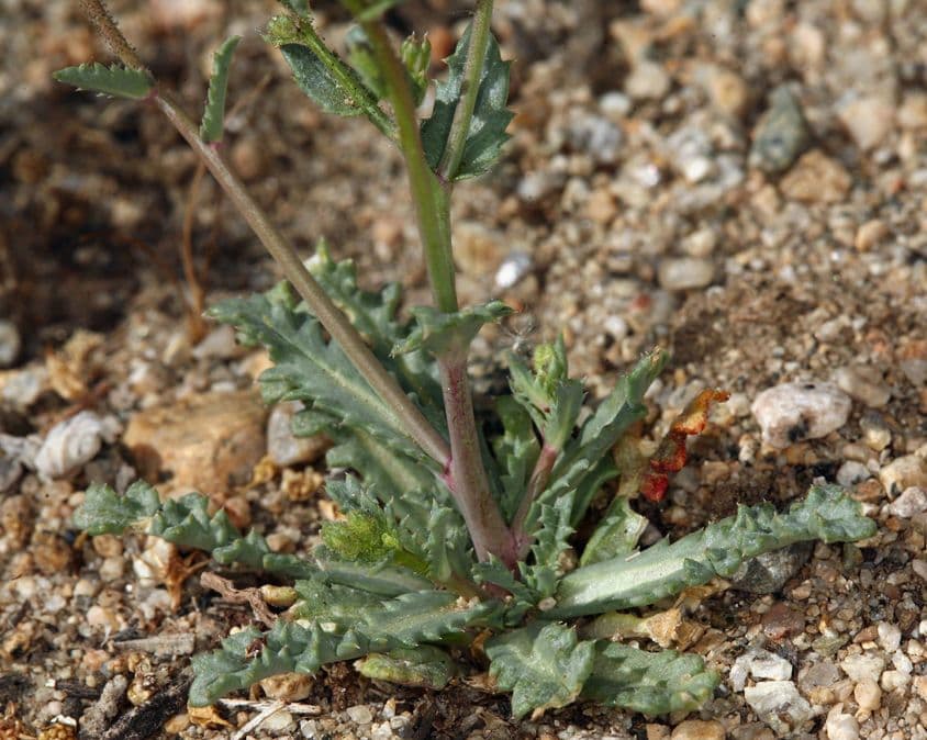 Gilia 12