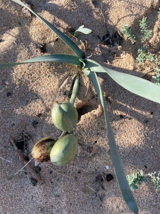 Pankracjum nadmorskie 17