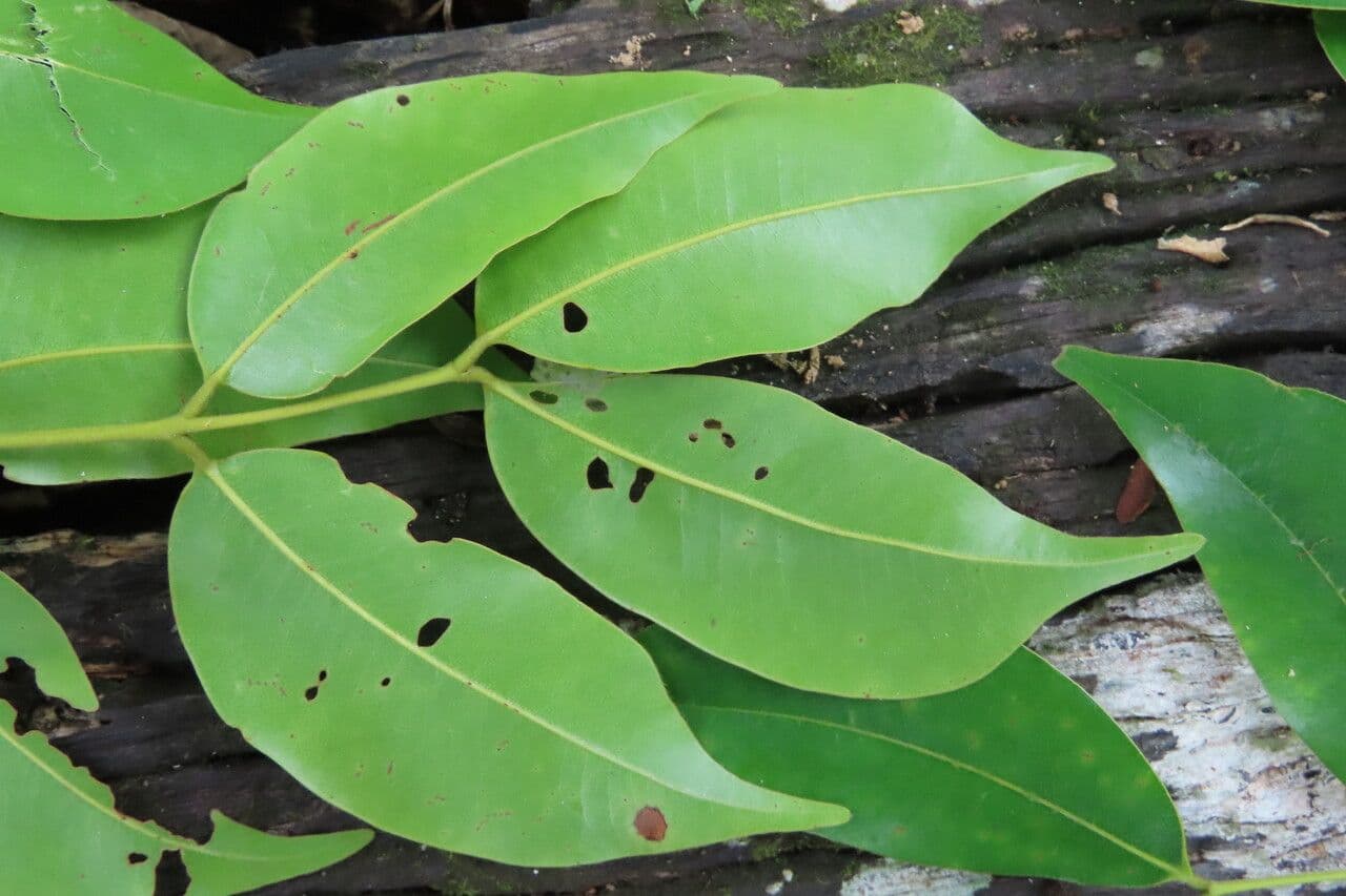 Copaiba 13