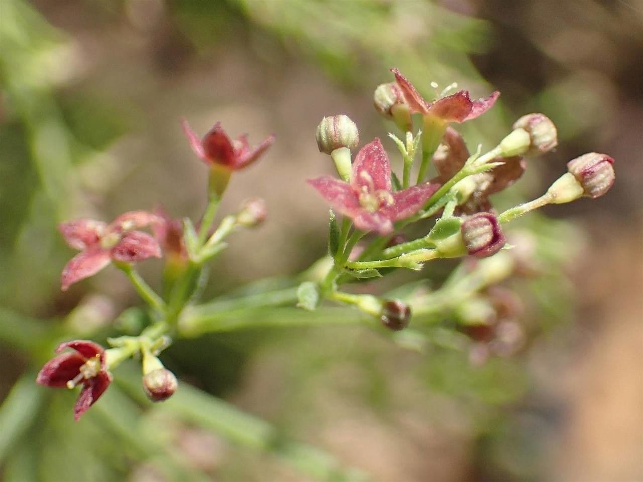 Asperula purpurea 3