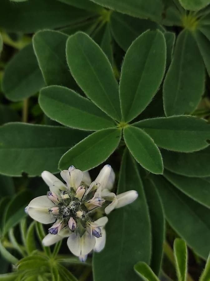 Weiße Lupine 6