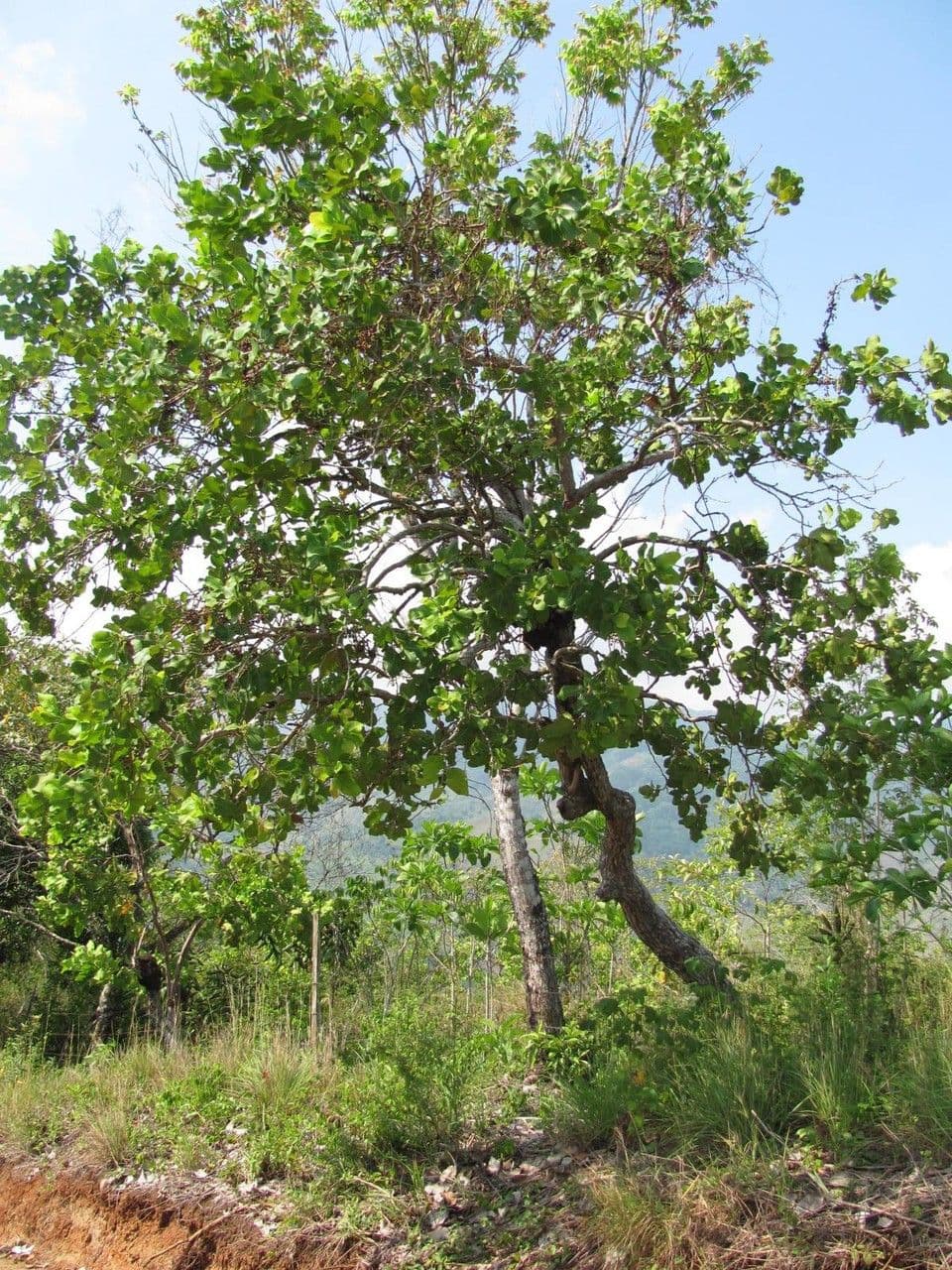 Curatella americana 11