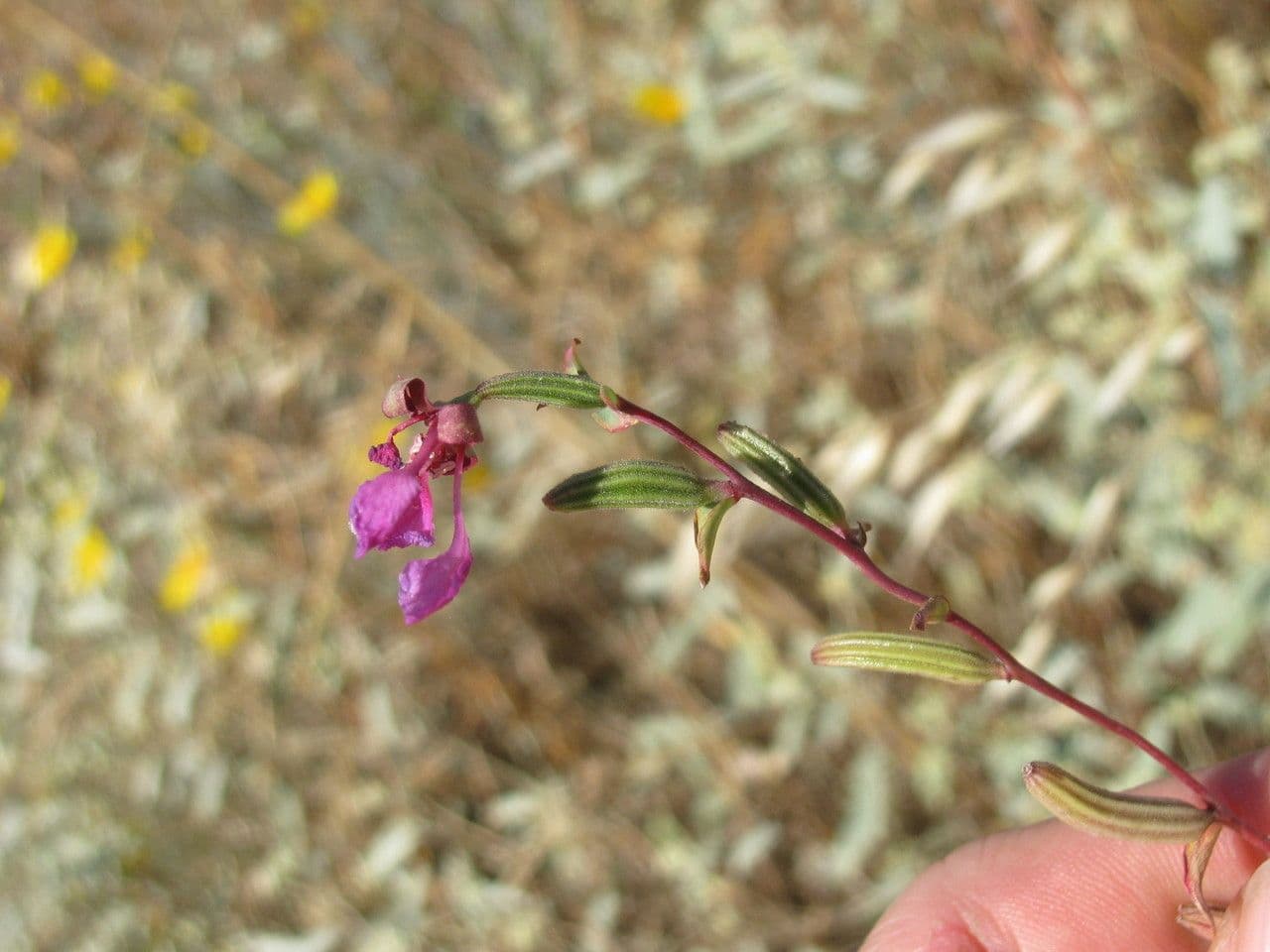 Clarkia 10