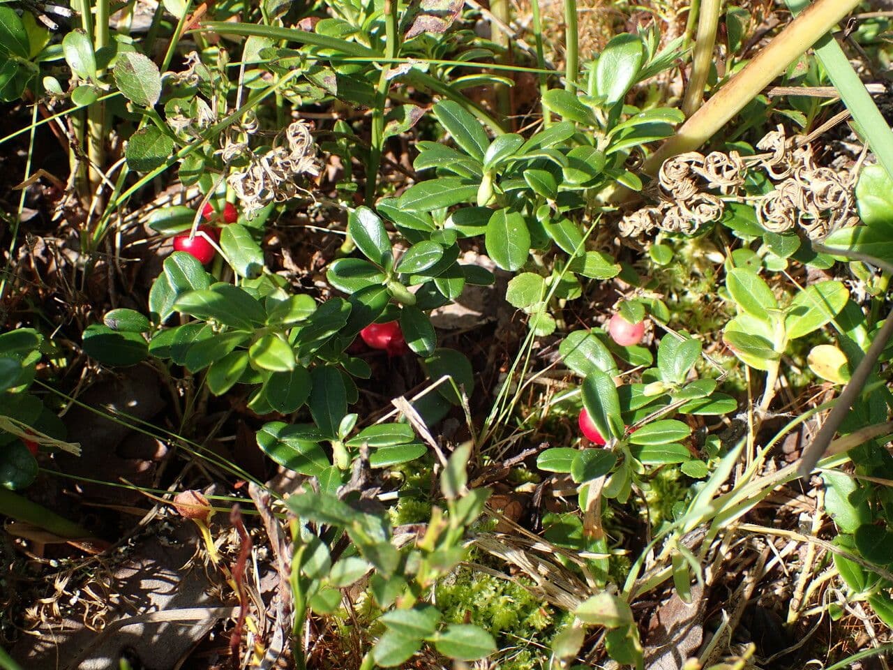 Borówka brusznica 13