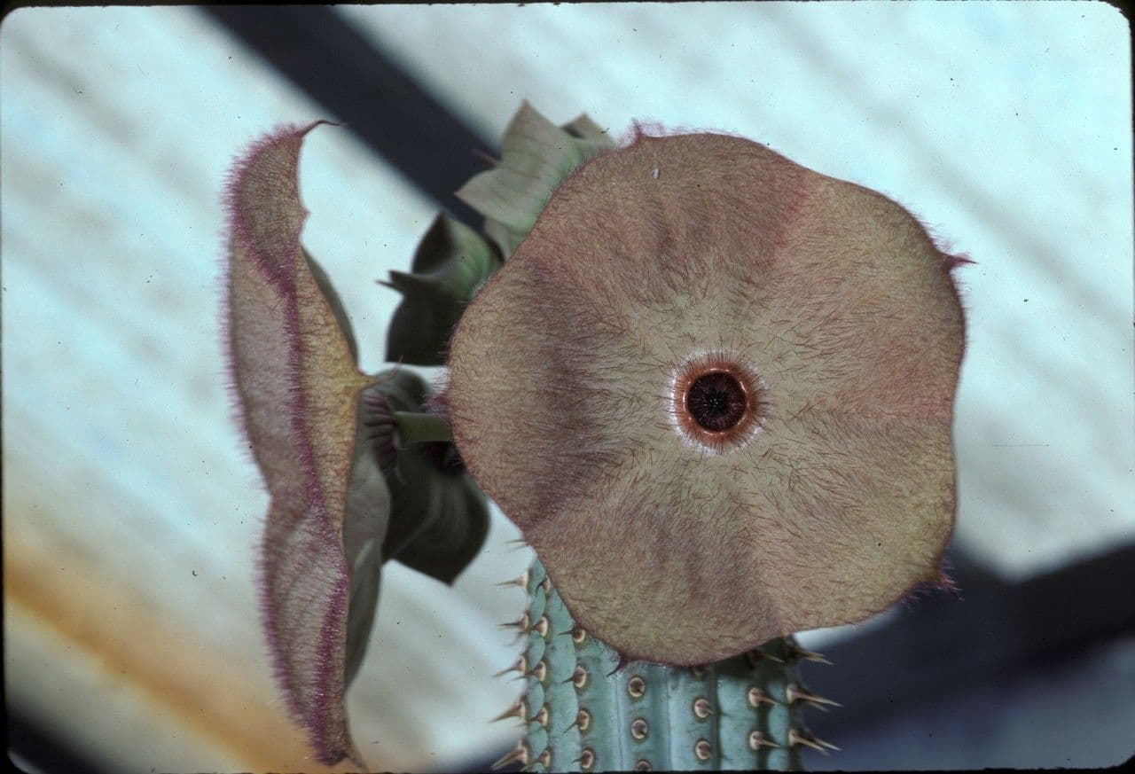 Hoodia