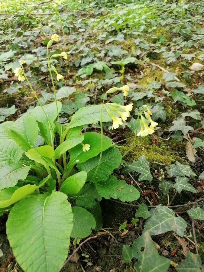 Primula maggiore 15