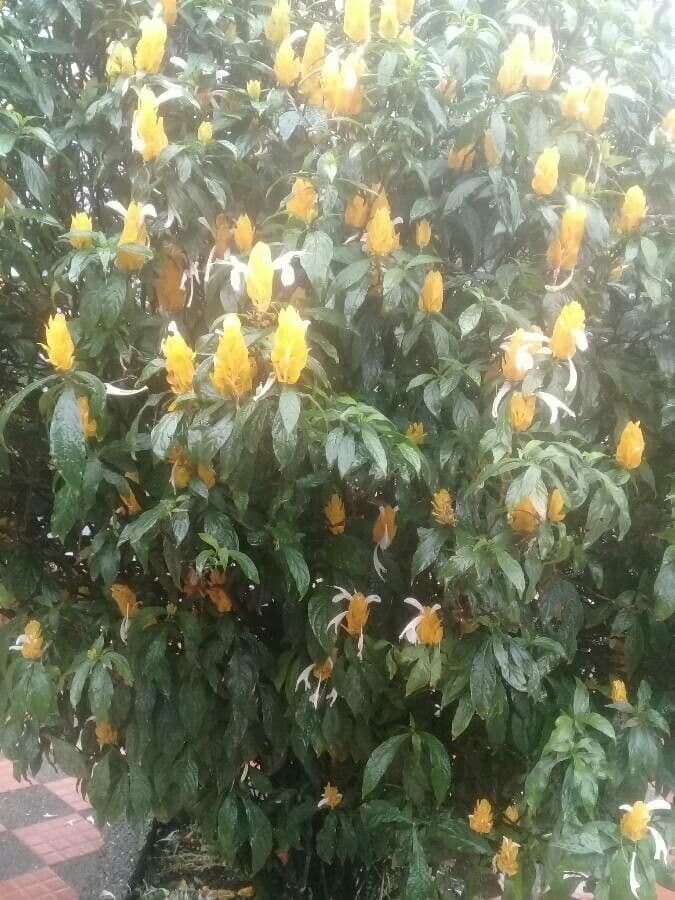 Pachystachys 11