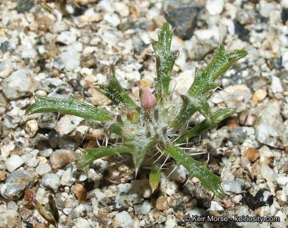 Loeseliastrum schottii 6