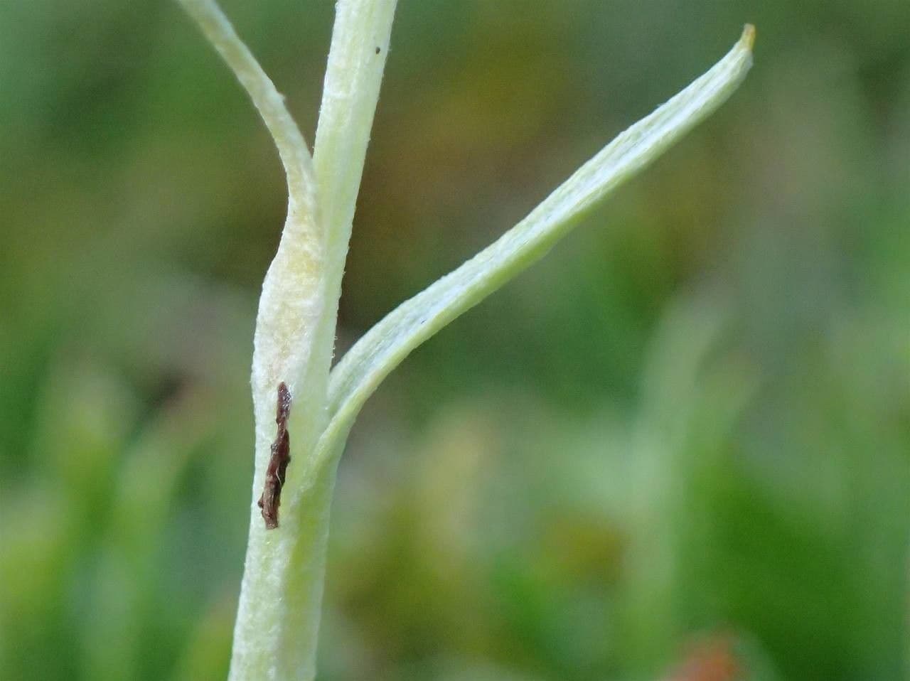 Gnaphalium nano 16