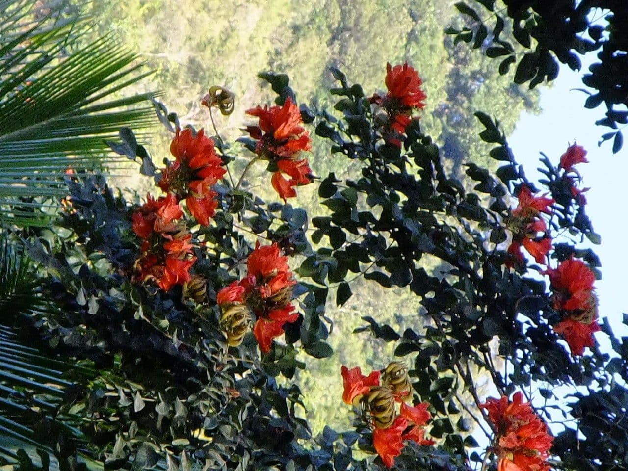 Spathodea campanulata 30