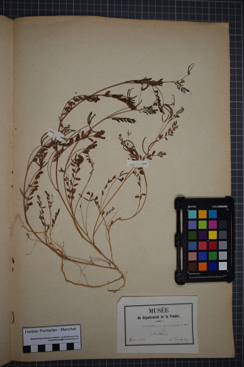 Ornithopus pinnatus 26