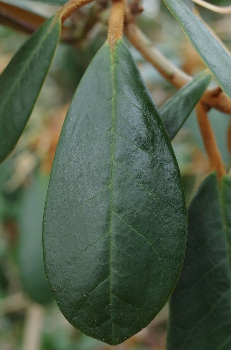 Rododendro 15
