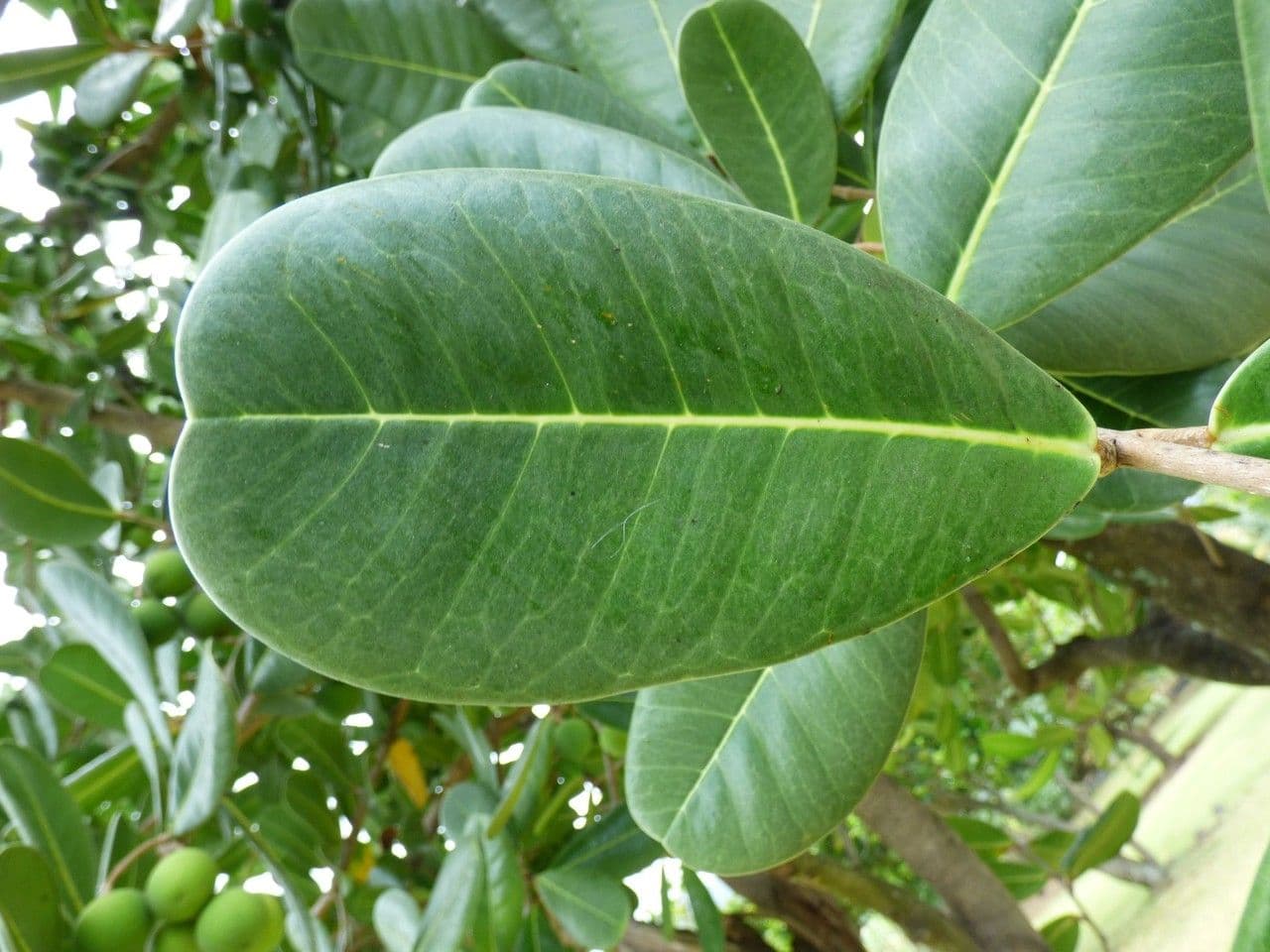 Madagaskar-Olive 14