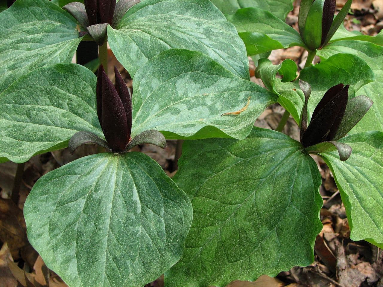 Trillium cuneatum 7
