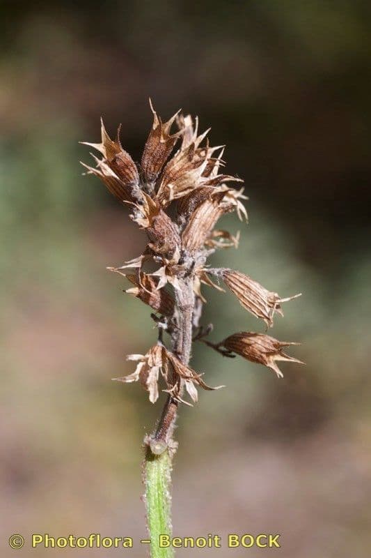 Cedronella canaria