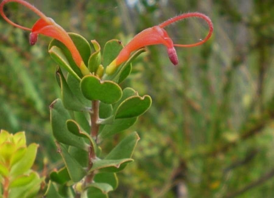 Adenanthos obovatus