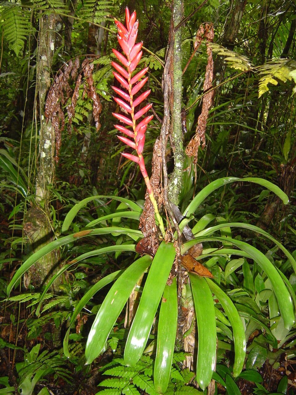 Vriesea 6