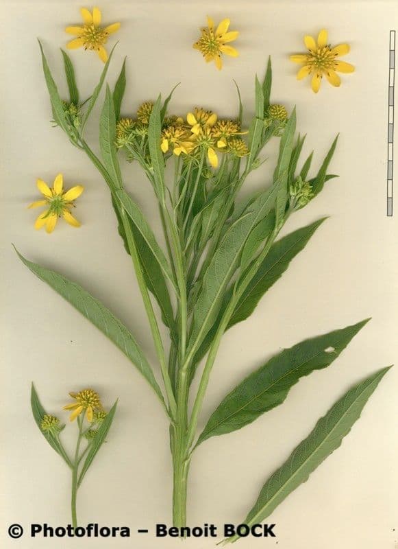 Flügelkraut 28