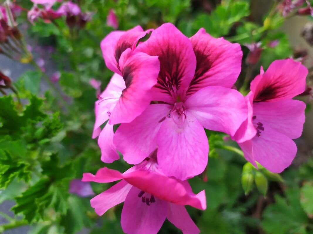 Geranium 2