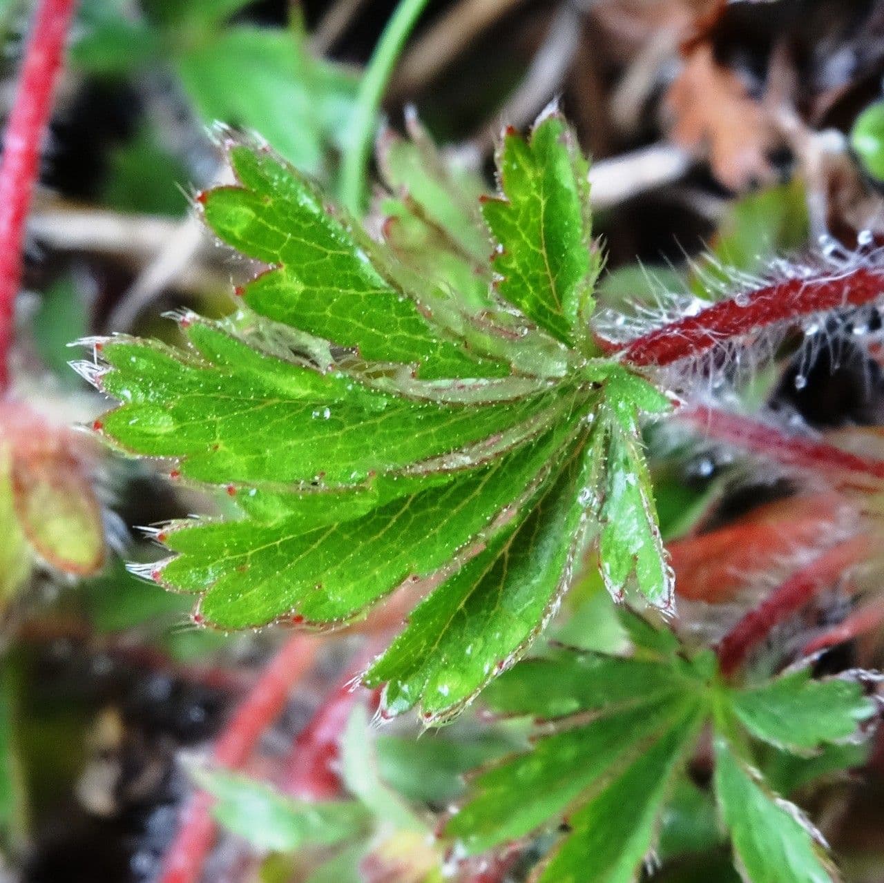 Potentilla pyrenaica 14