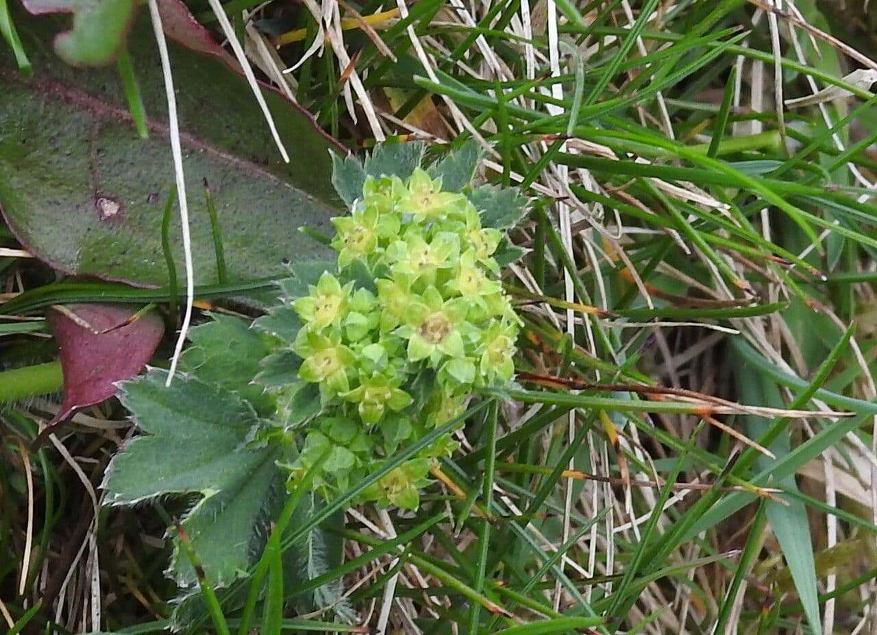 Alchemilla ibrida 2
