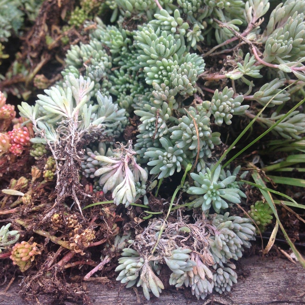Sedum 2