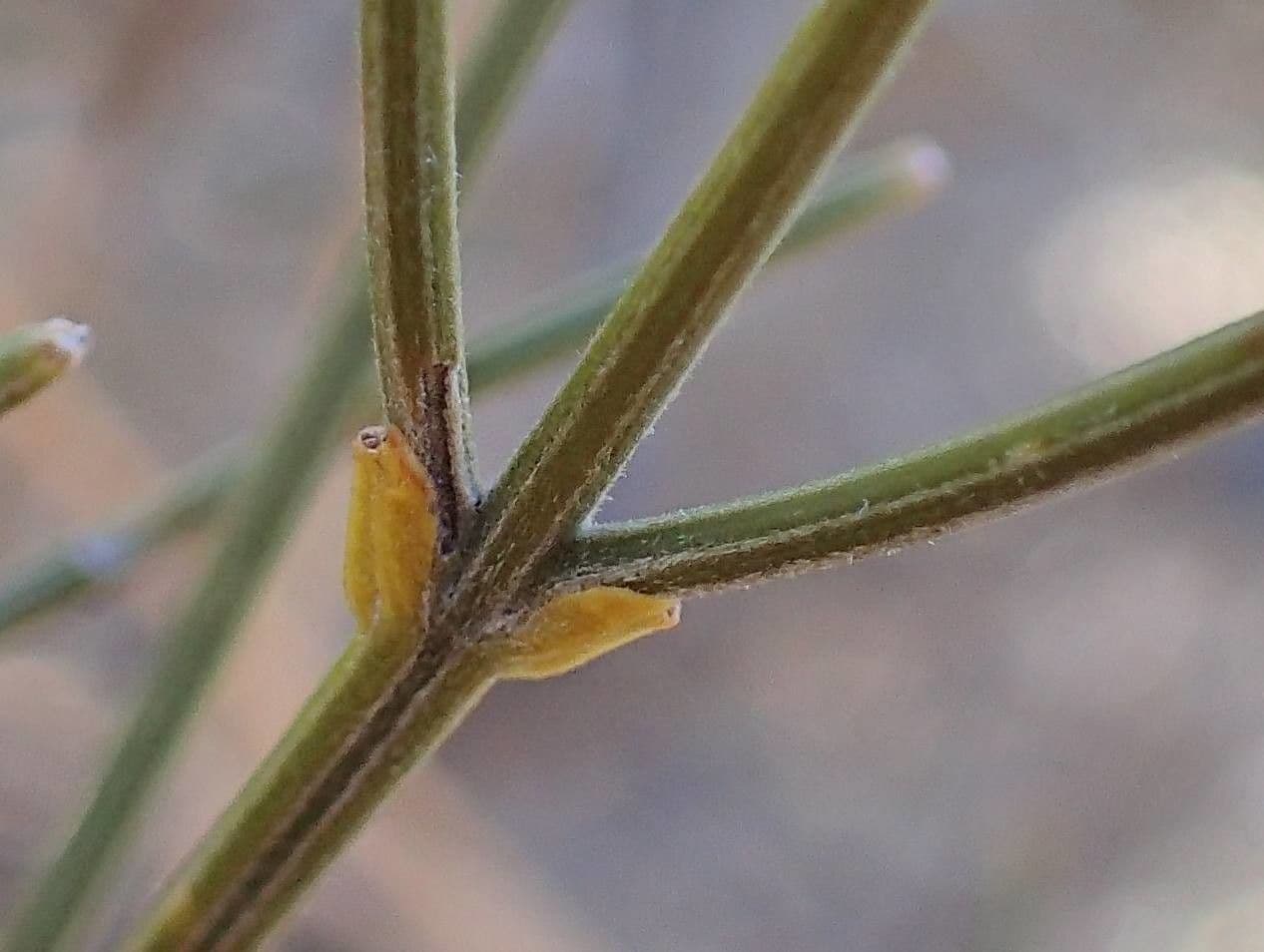 Ginestra radiata 24