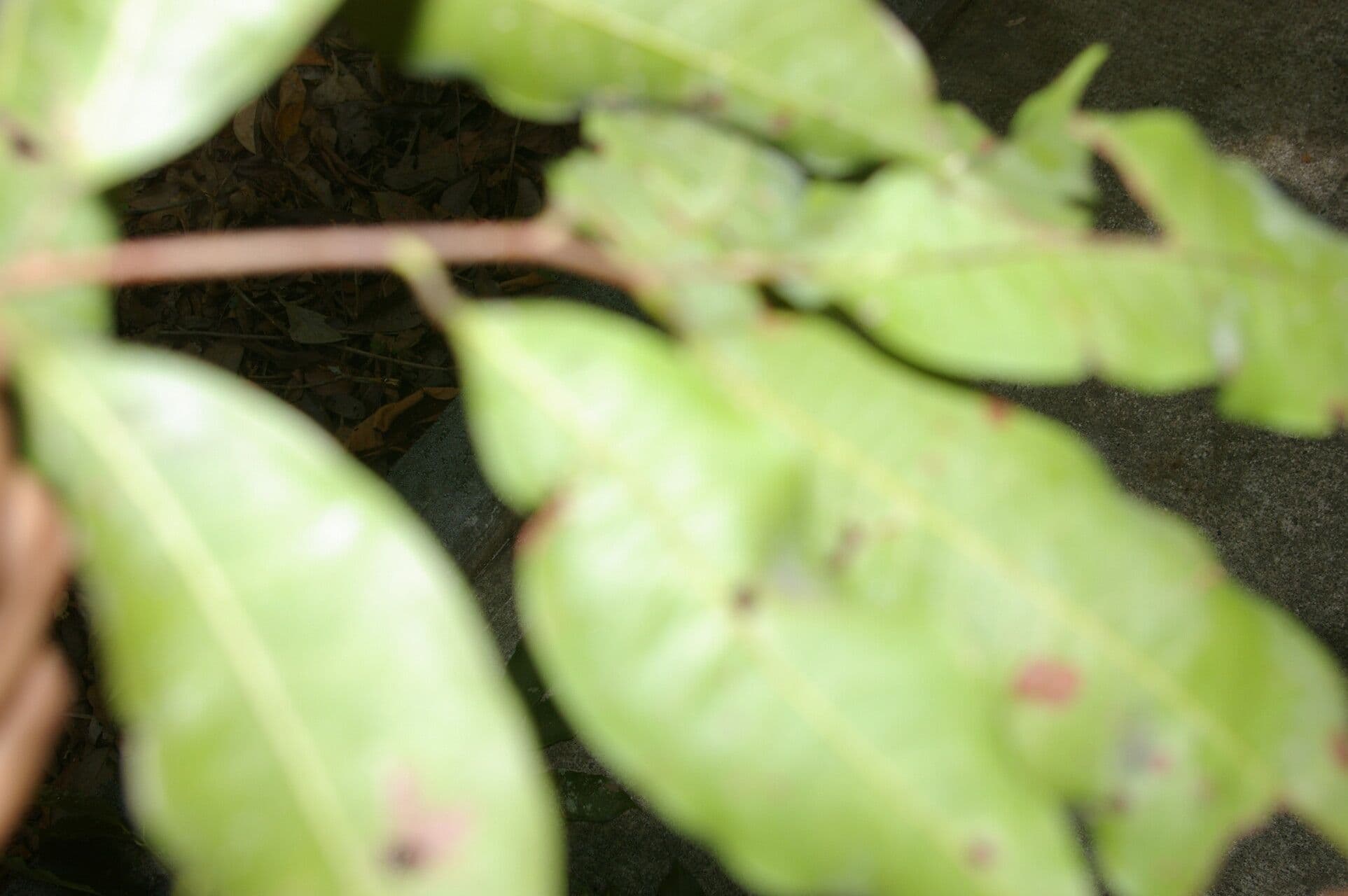 Pouteria 9