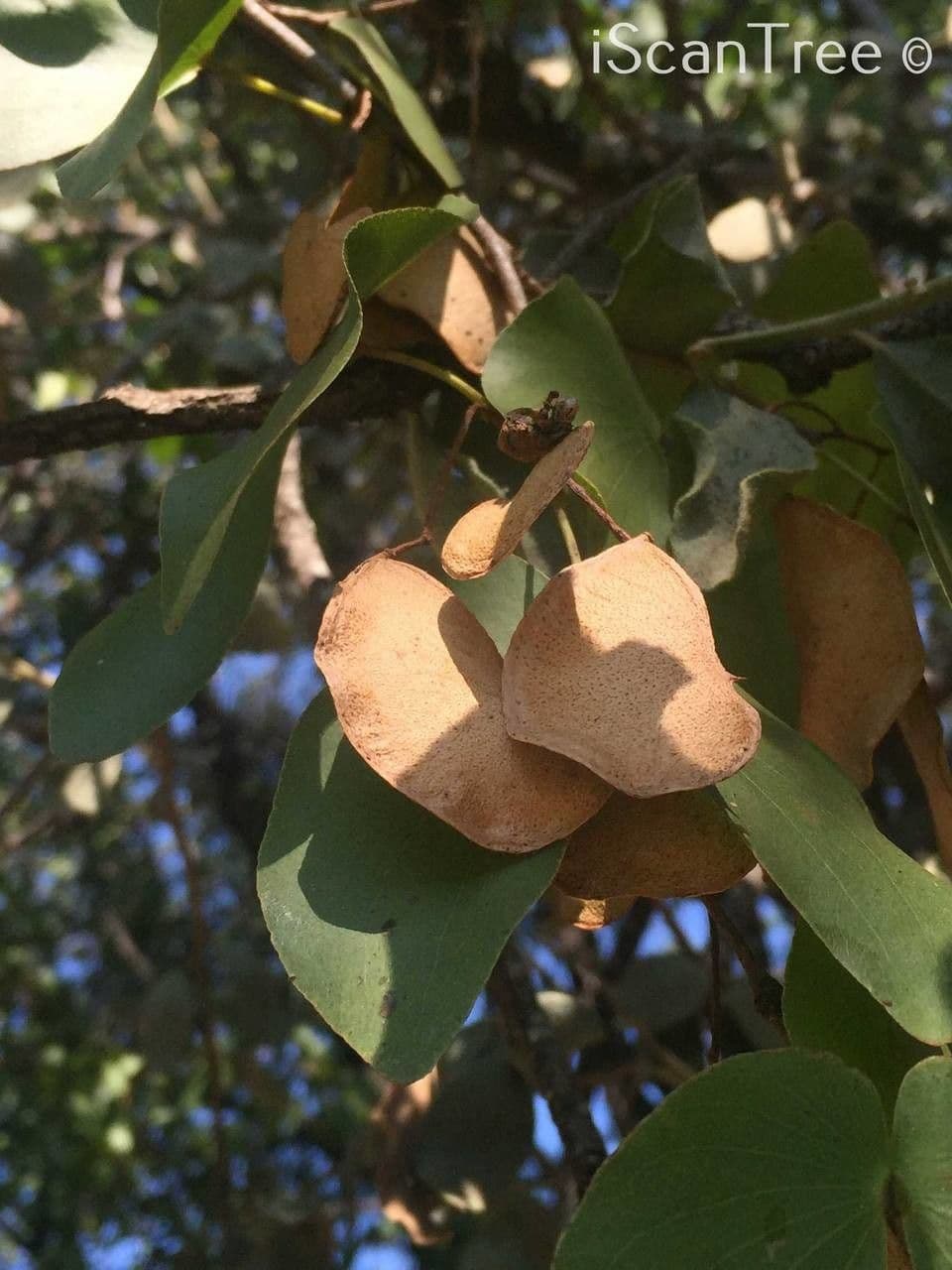 Mopane 3
