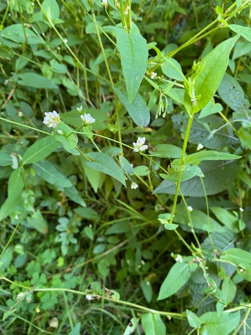 Horčičník drsný 8