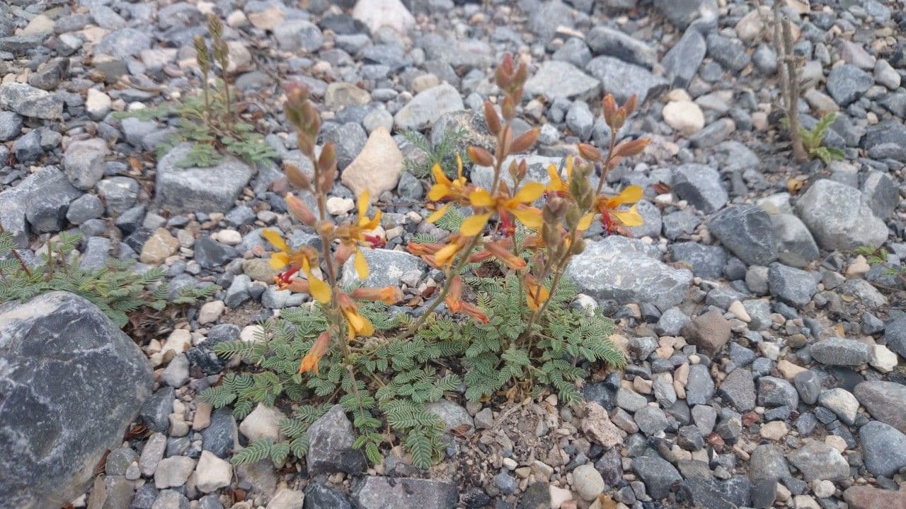 Hoffmannseggia glauca 10