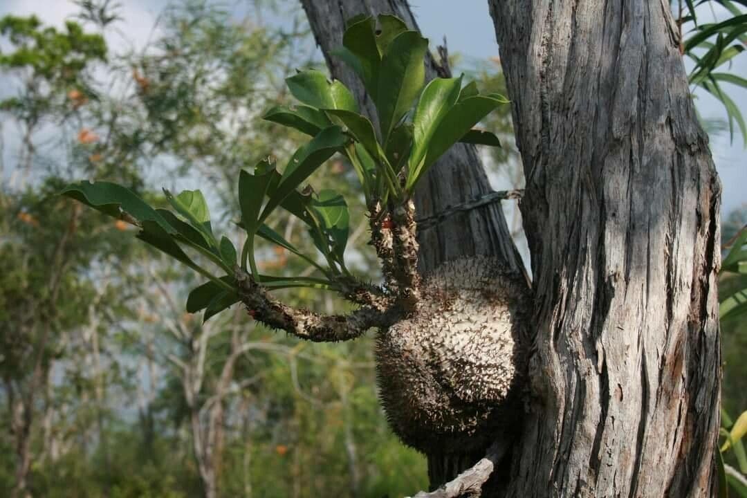 Myrmecodia 7