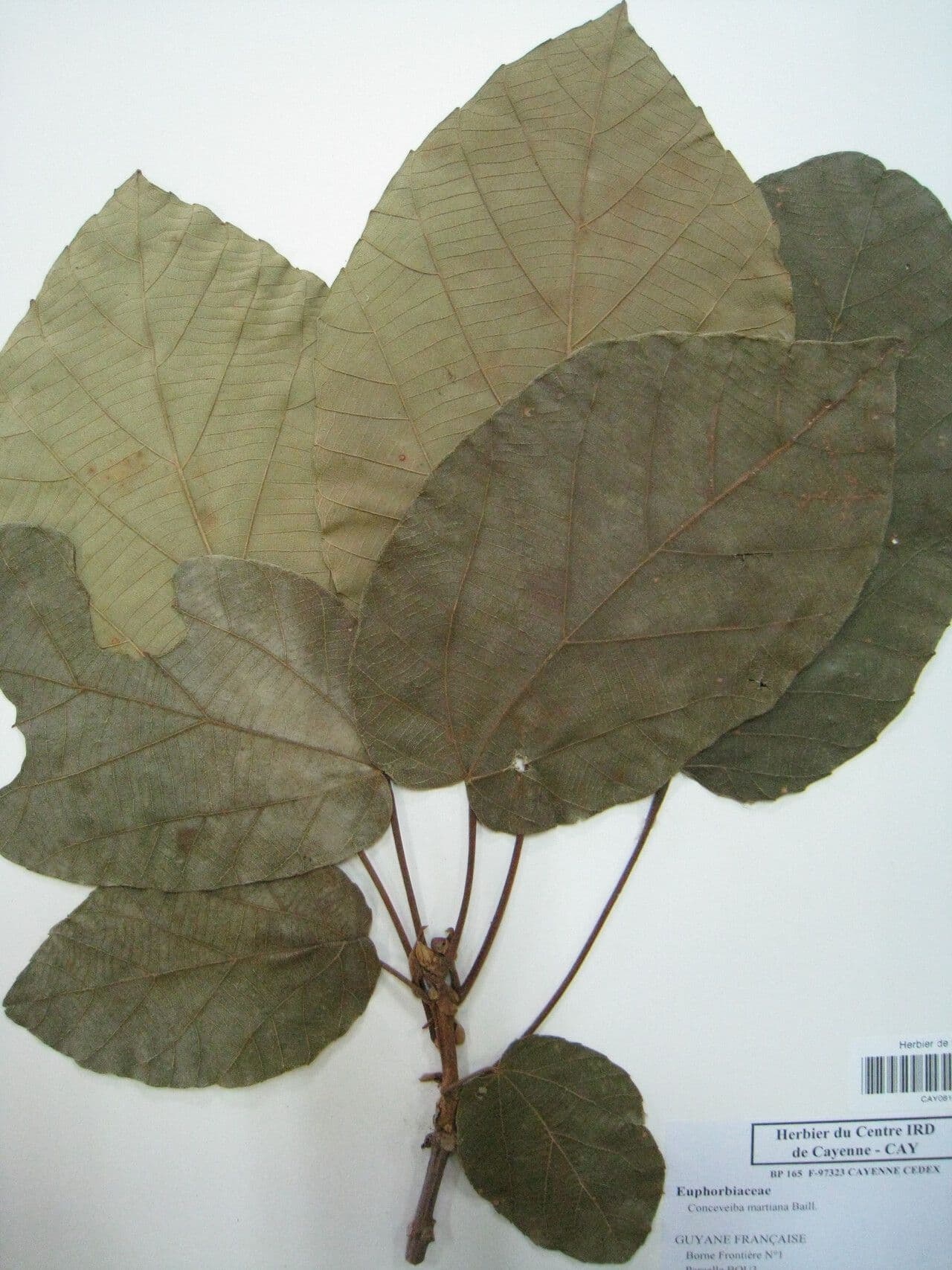 Conceveiba 6