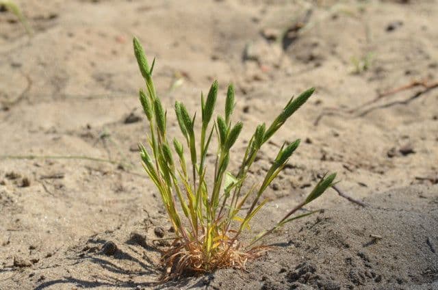 Codolina delle spiagge 7
