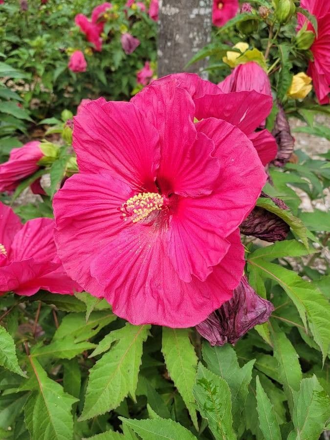 Hibiscus grandiflorus 2