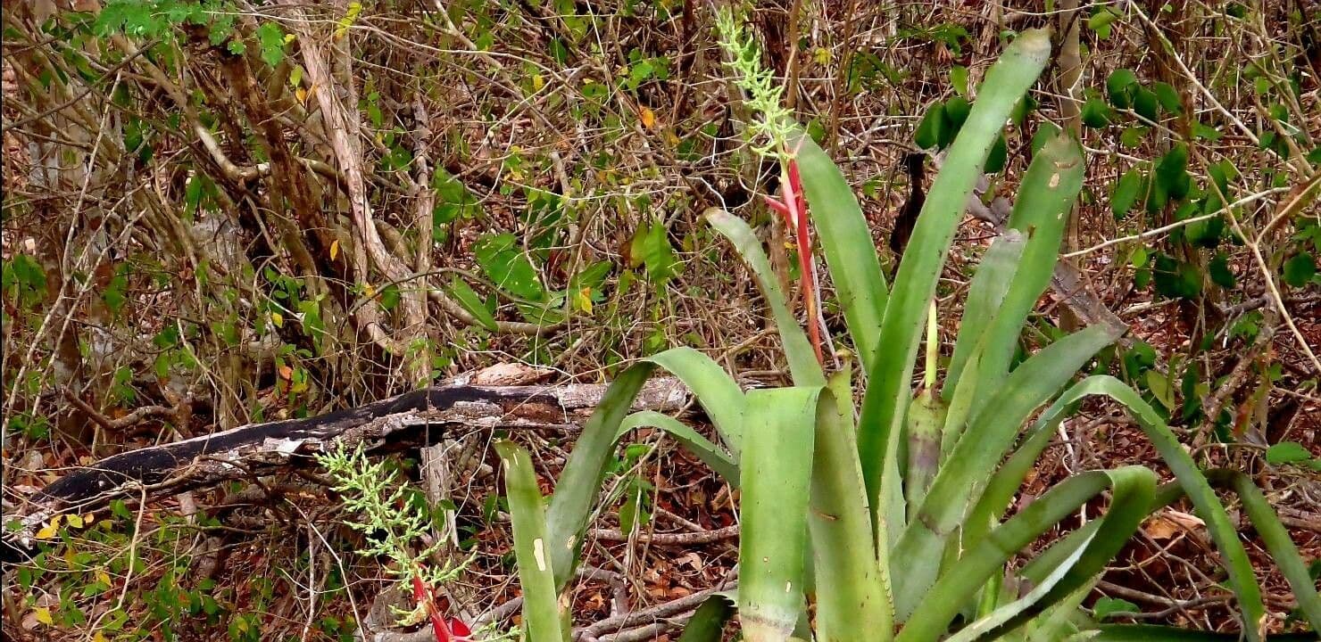 Aechmea 10