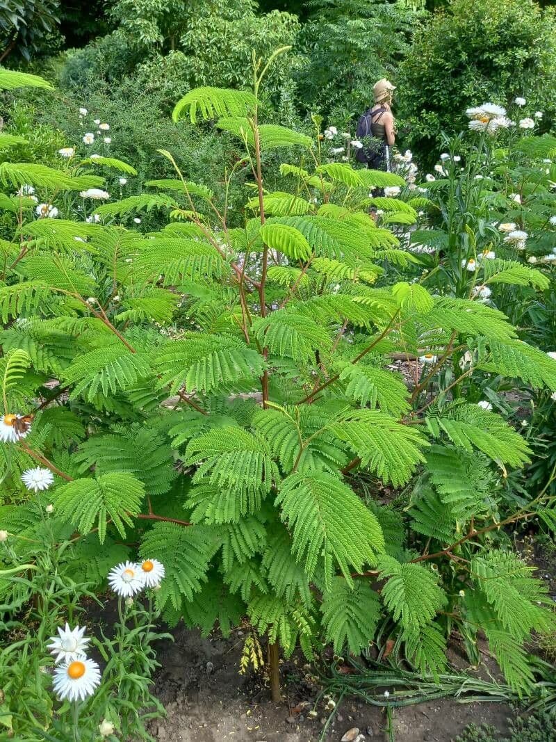 Albizia australiana 14