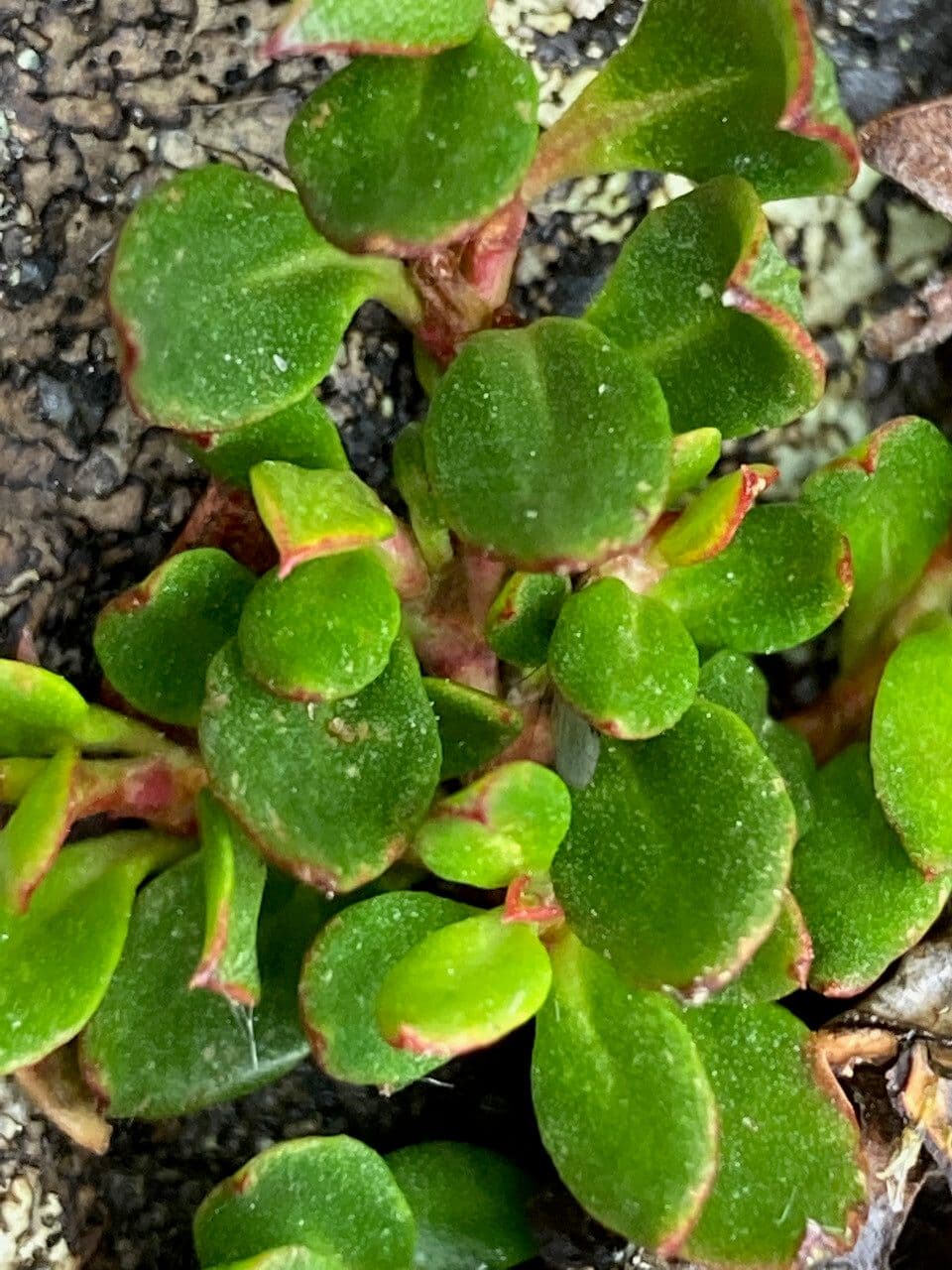 Muehlenbeckia 9