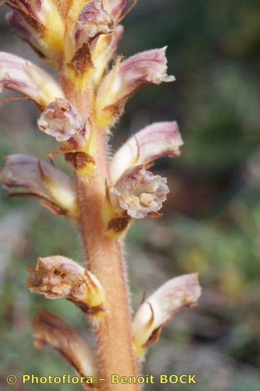 Orobanche pubescente 12