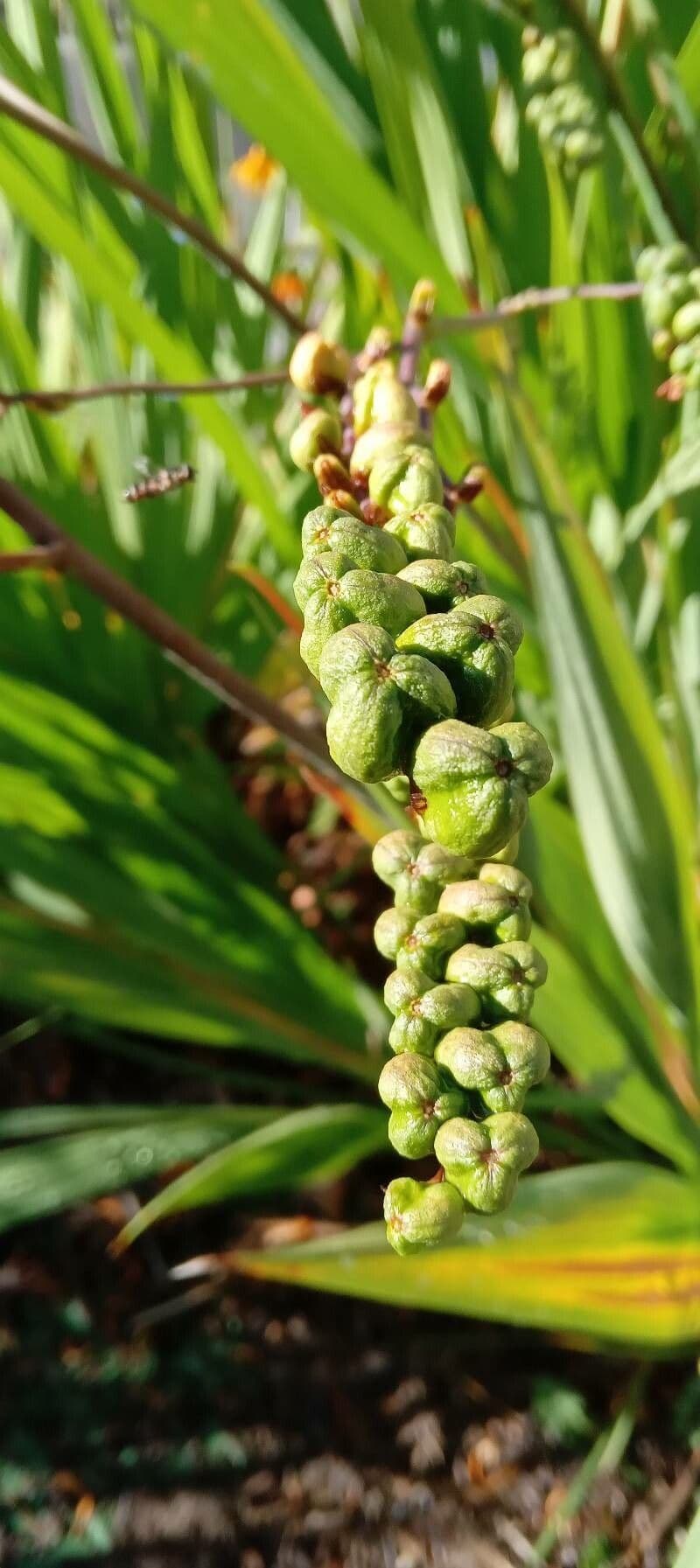 Montbretia 3