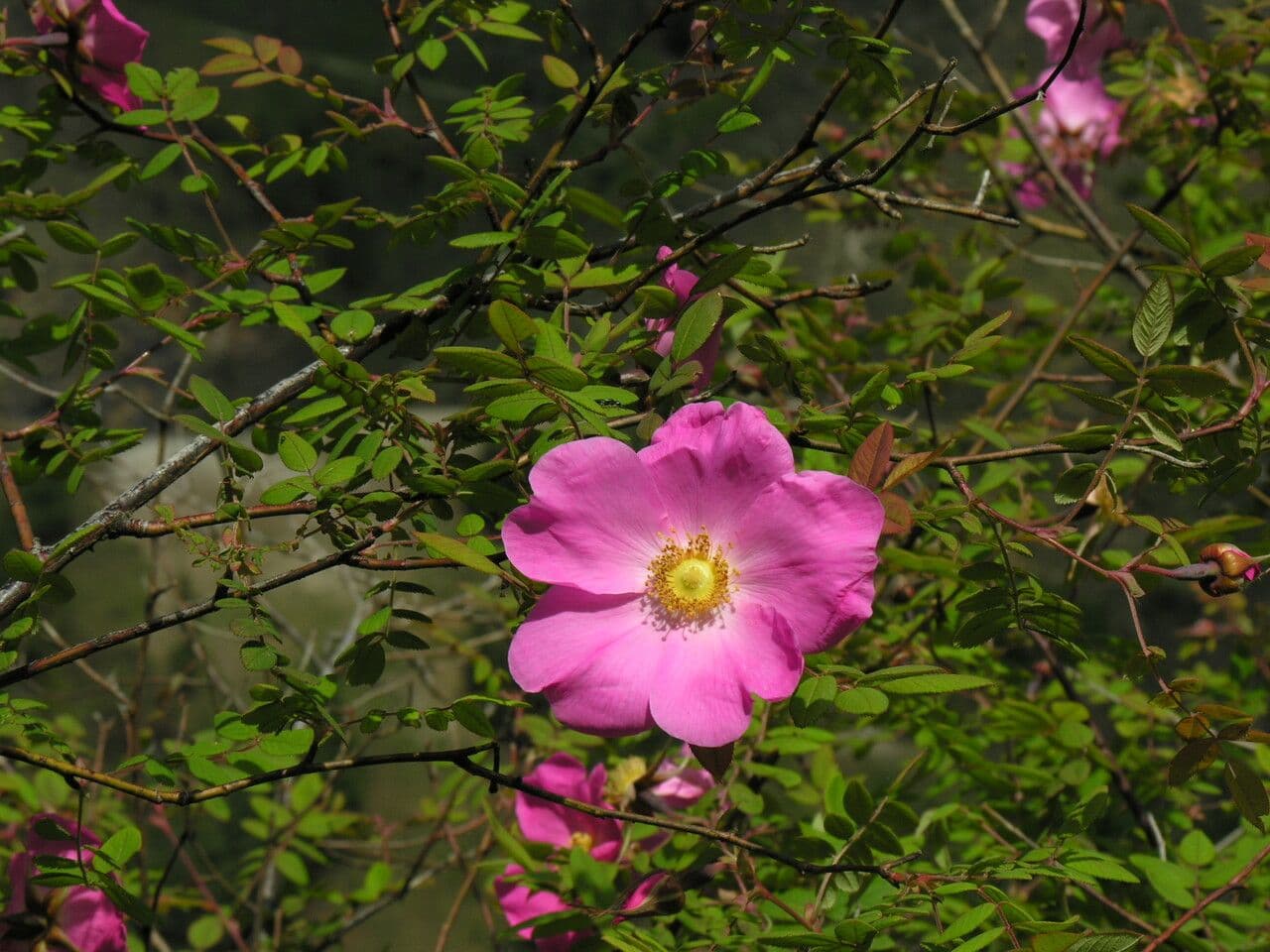 Großblättrige Rose 6
