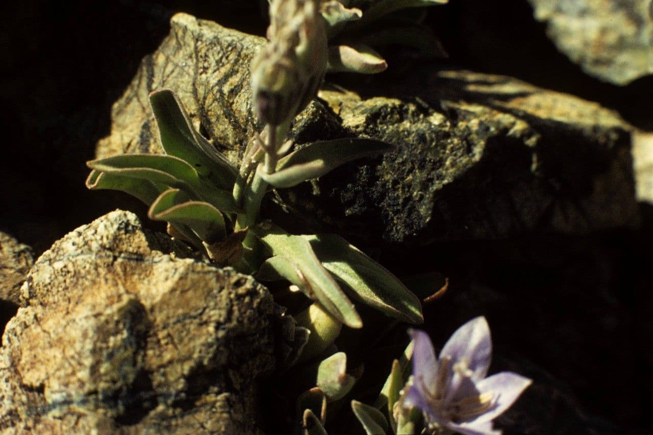 Campanula 5