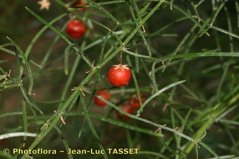Asparago verticillato 2