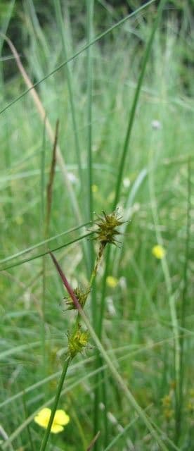 Carice stellata 25