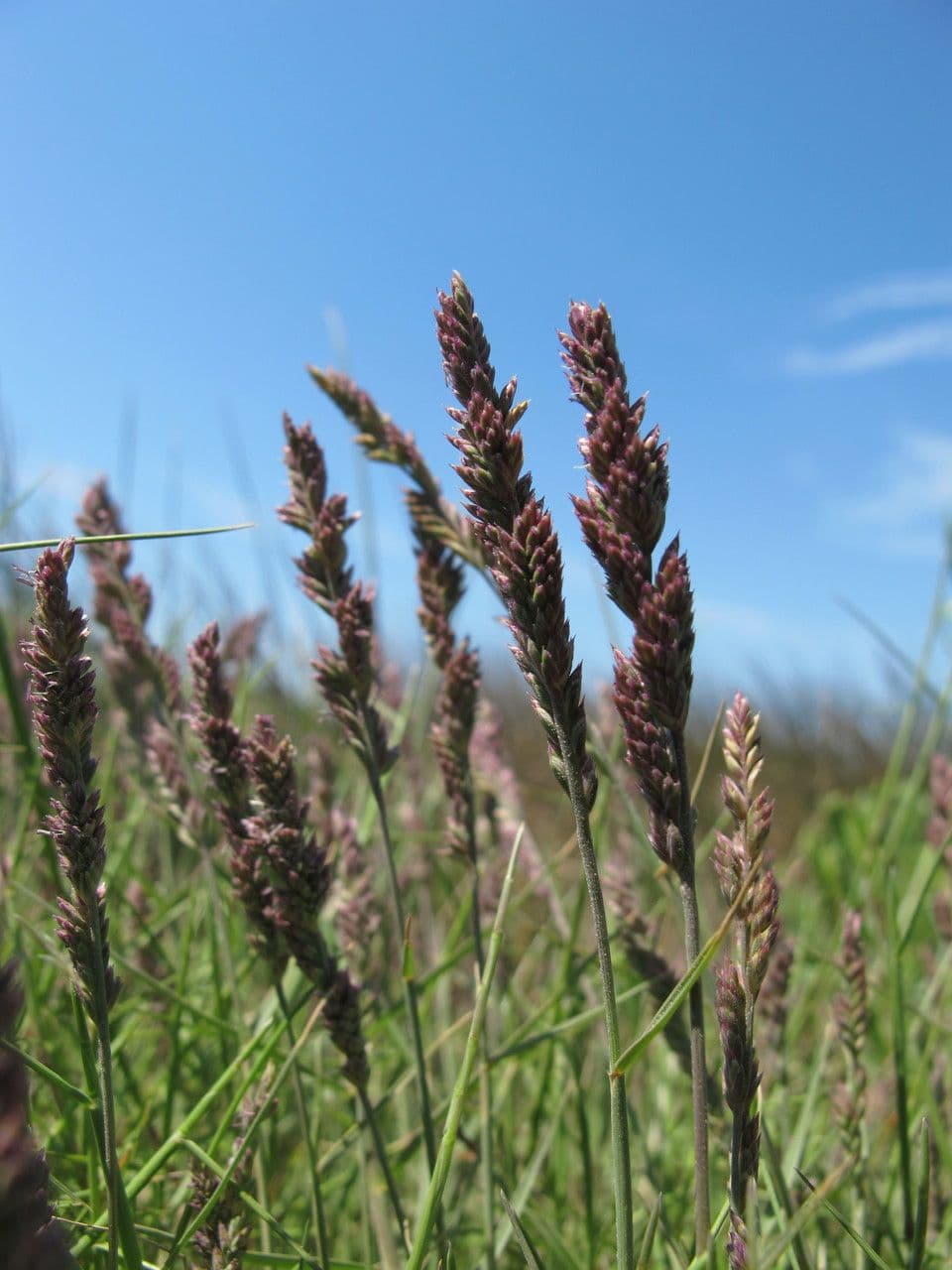 Aeluropus 7