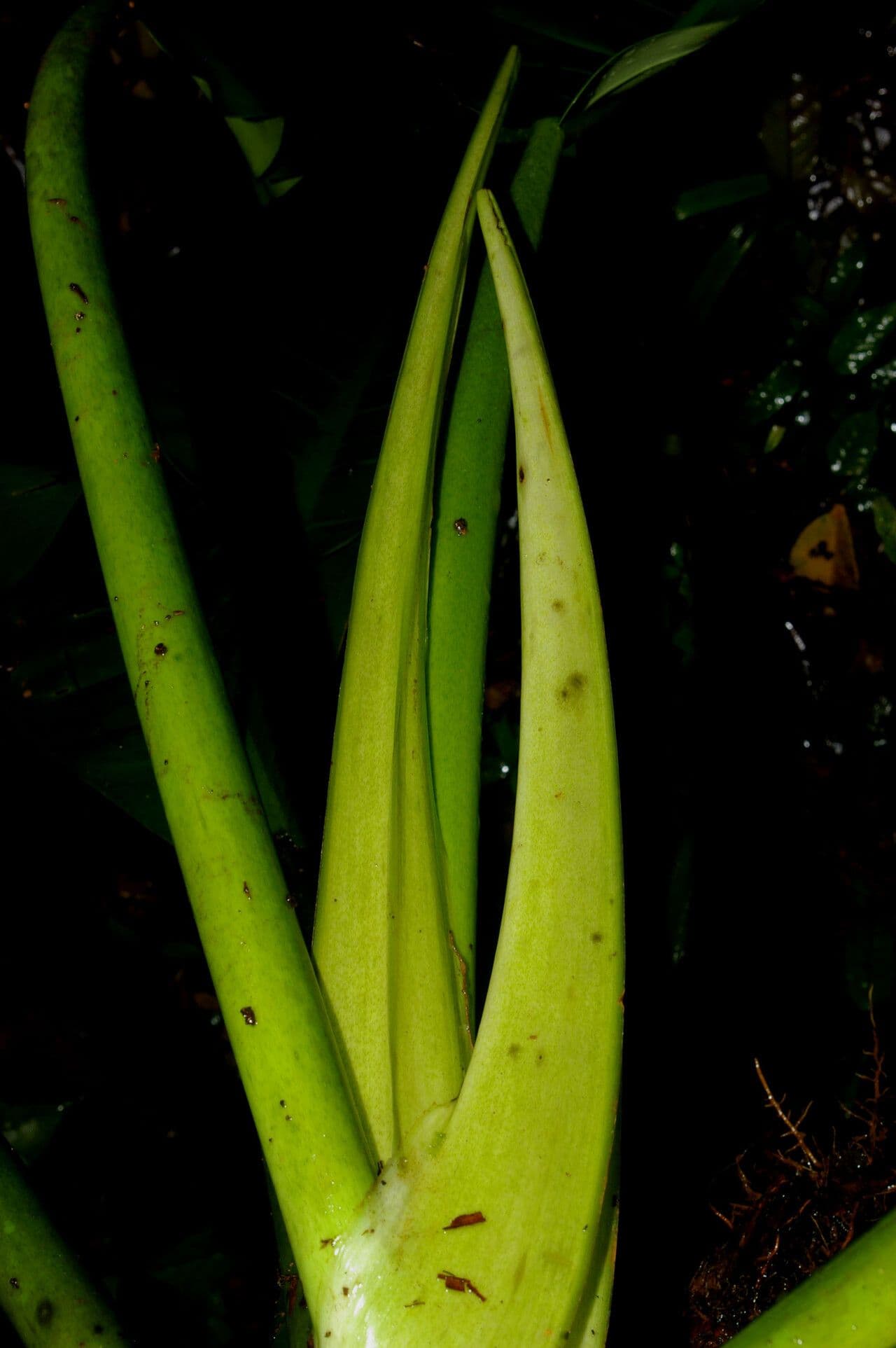 Philodendron
